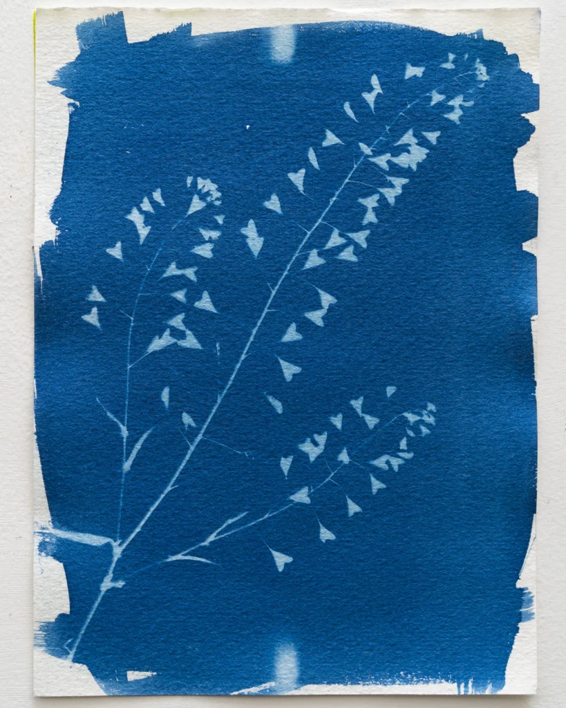 Bolsa de pastor - Planta de Periferias