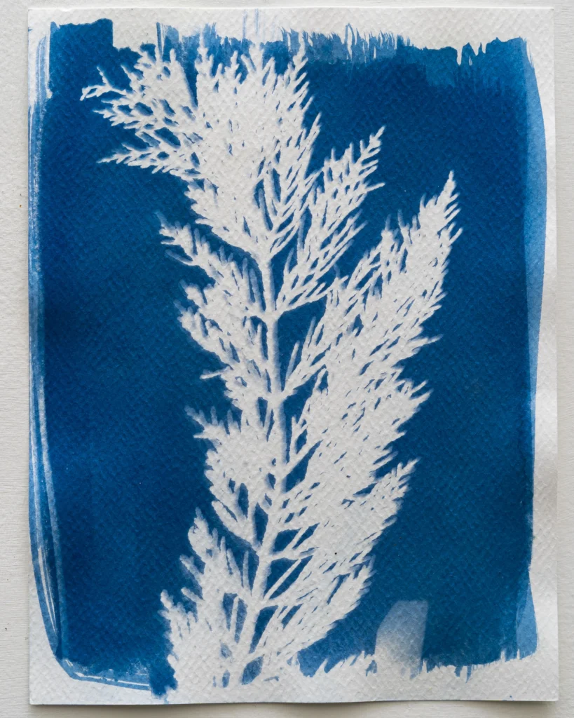 Ciprés - Planta de Ciudad - Cianotipia