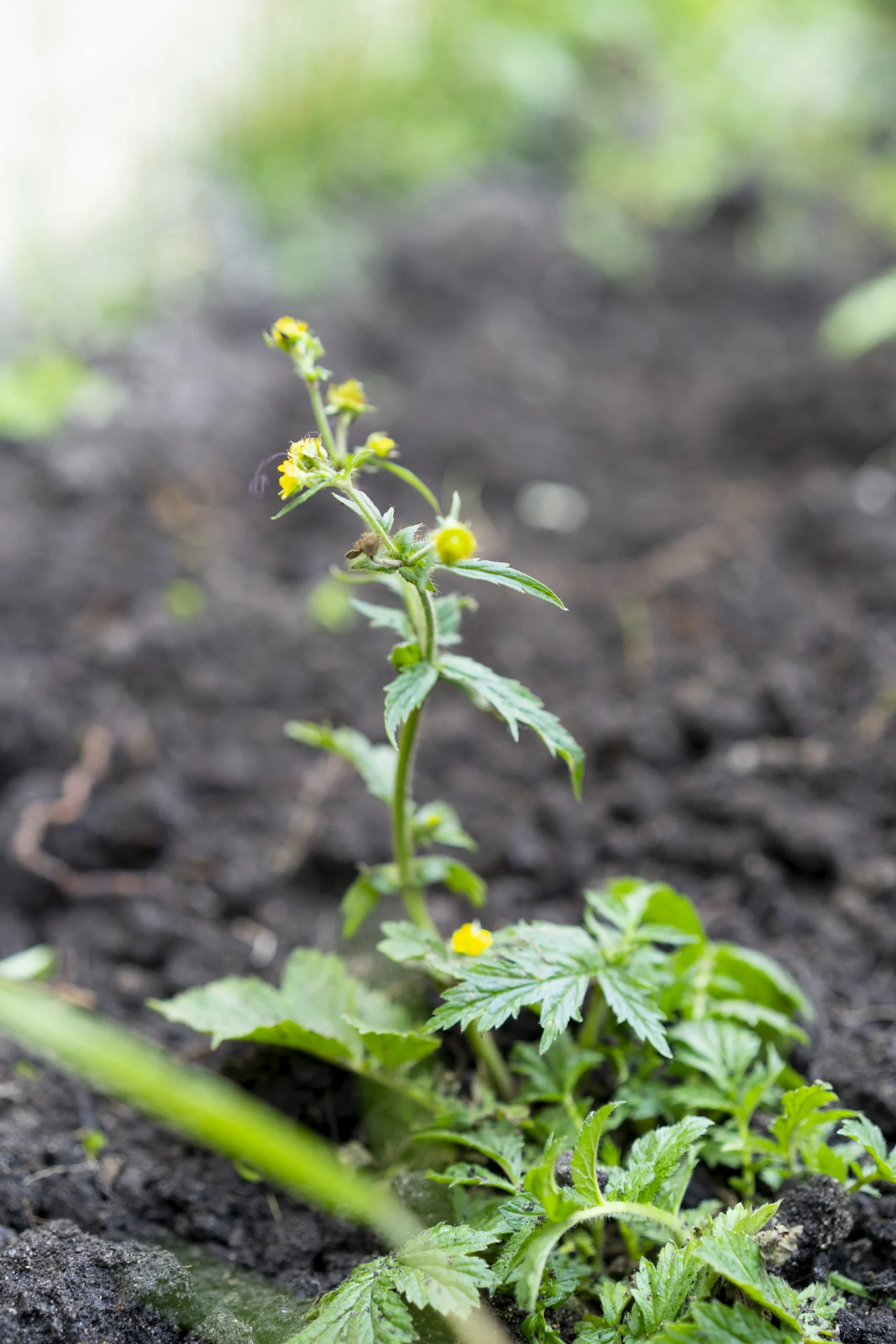 Valeriana - Planta de alturas