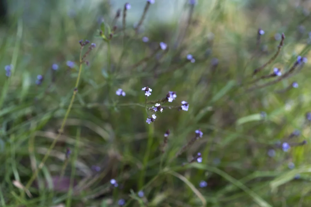 Verbena - Planta de Periferias