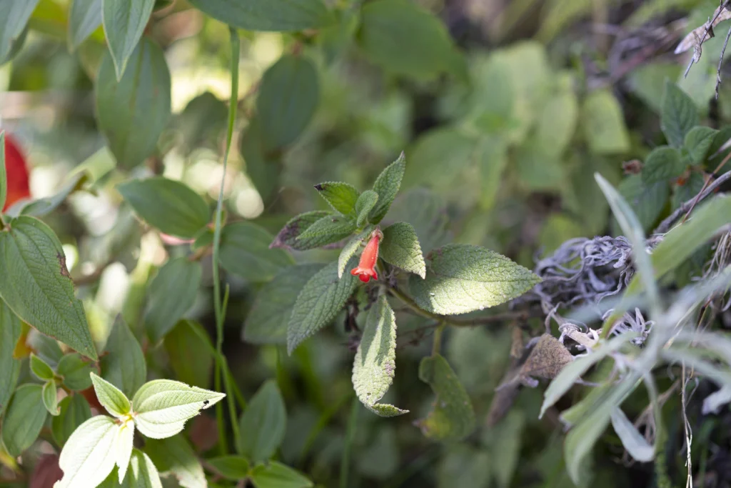 Salvarrial - Planta de Periferia