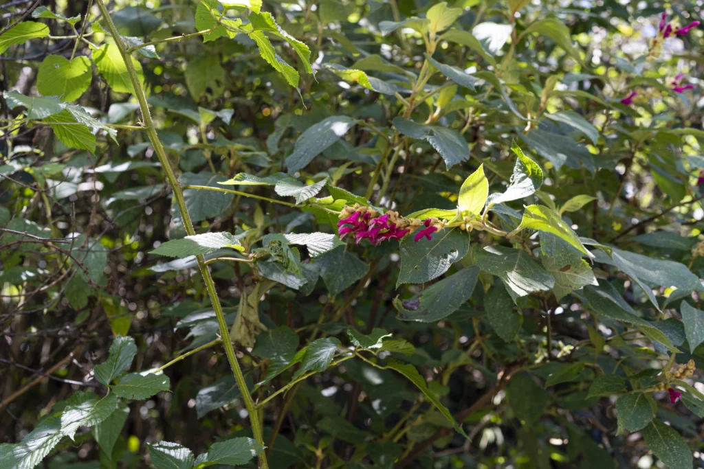 Alegría - Planta de Periferias