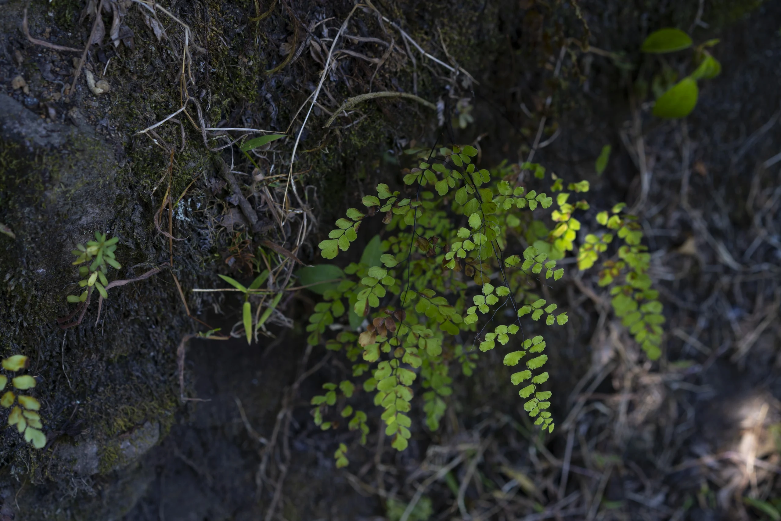 Culantrillo de pozo - Planta de Periferias