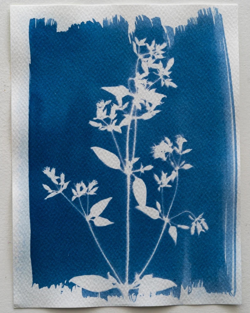 Flor de Mayo - Cianotipia