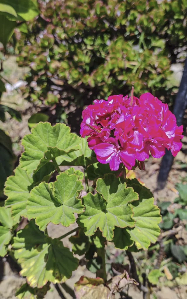 Geranio - Planta de Ciudad