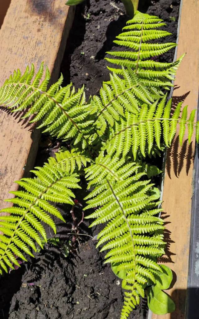 Helecho - Planta de Ciudad