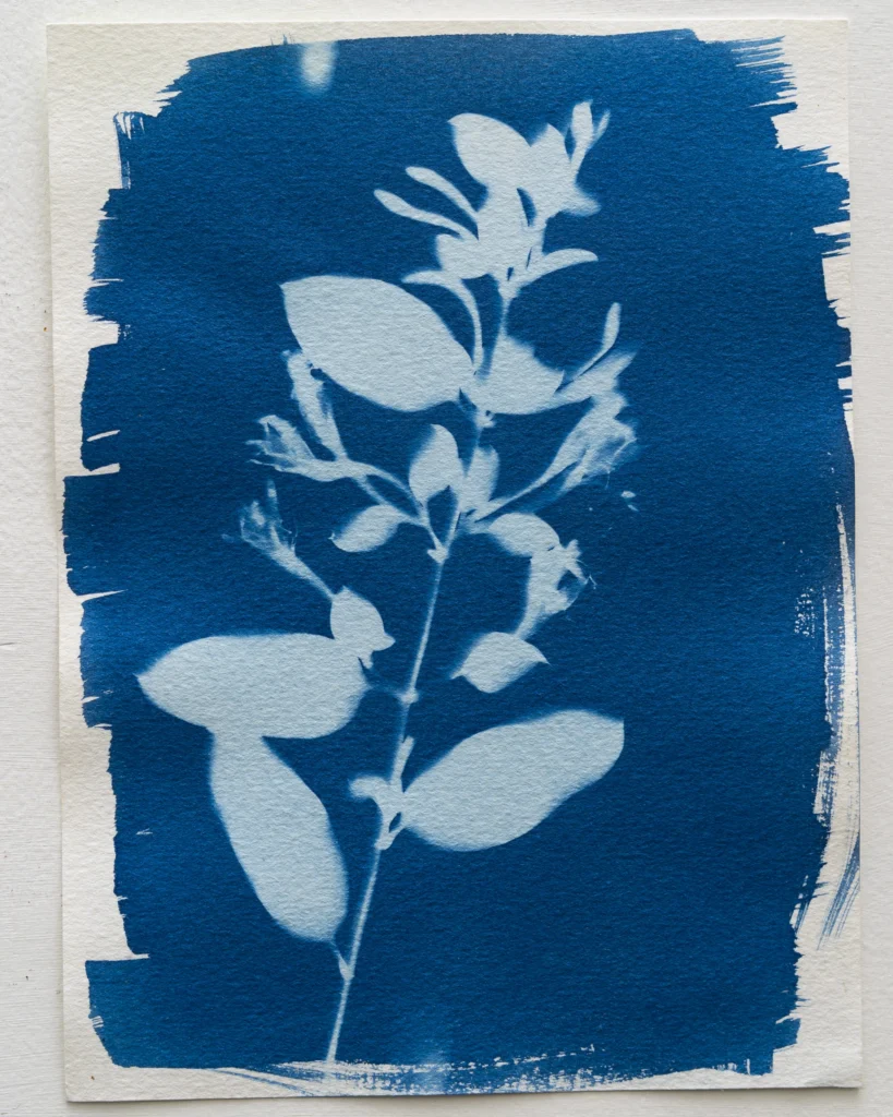 Madreselva - Planta de Periferias - Cianotipia