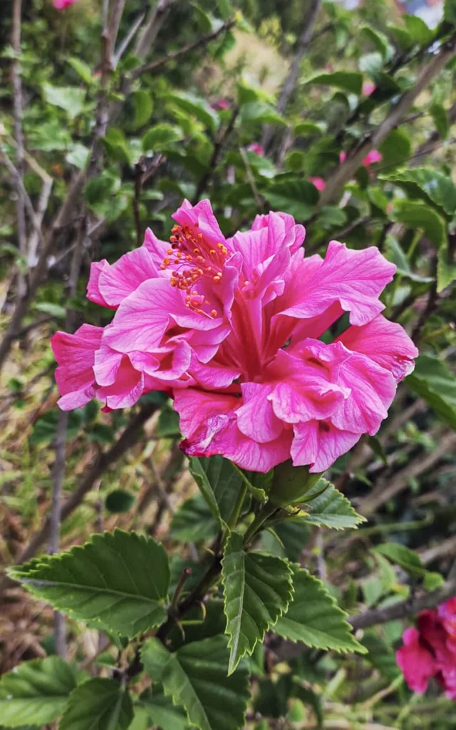 Malva Rosada - Planta de Ciudad