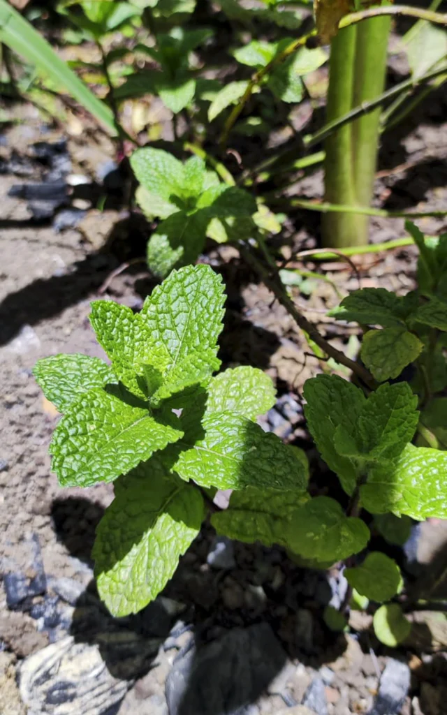 Menta de árbol - Planta de Ciudad