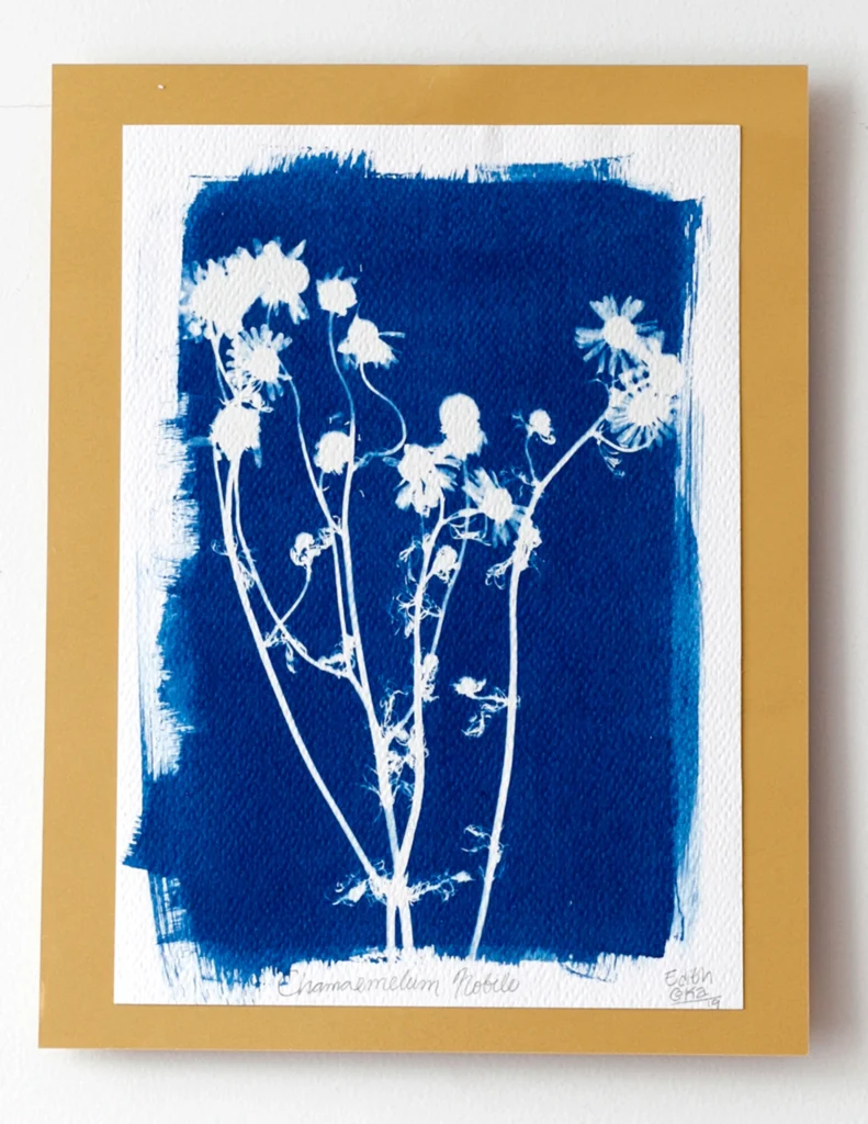 Manzanilla - Planta de alturas - Cianotipia