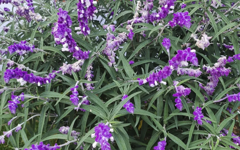 Salvia - Planta de Ciudad