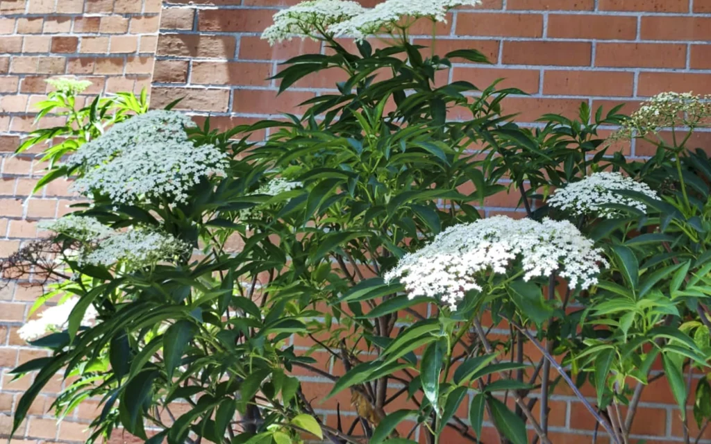 Sauco - Planta de Ciudad