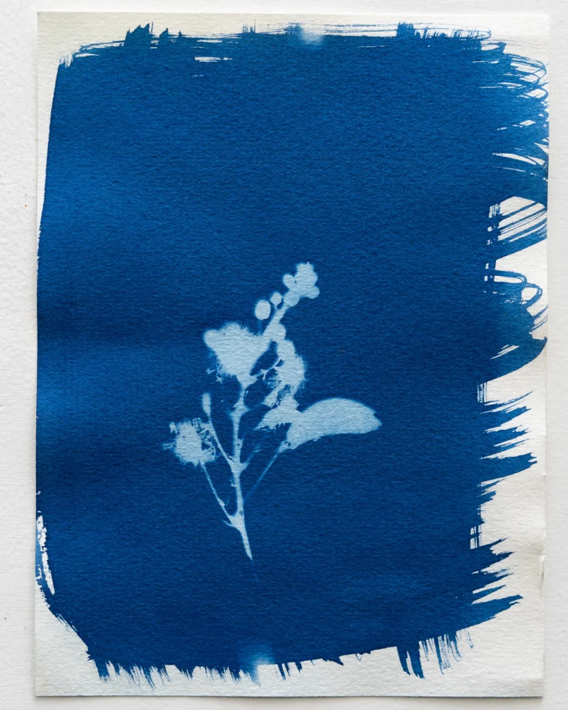 Uña de gato - Planta de Periferias - Cianotipia