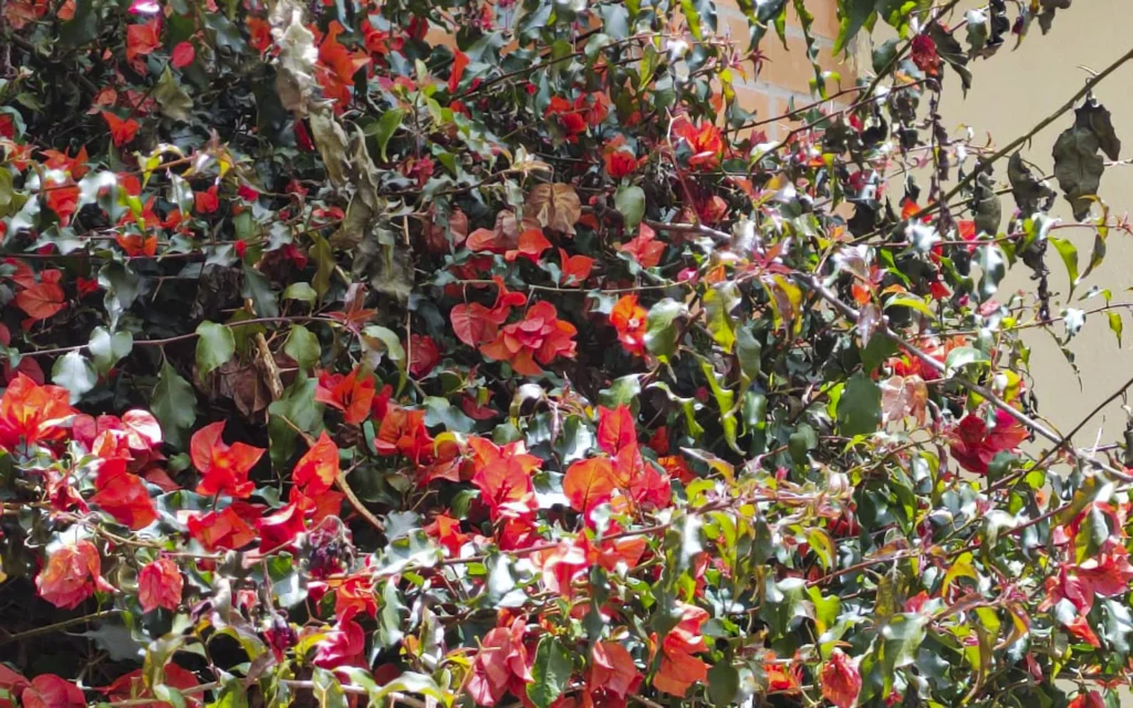 Veranera - Planta de Ciudad