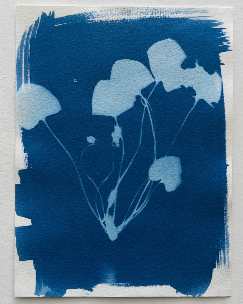 Violeta - Planta de Periferias - Cianotipia