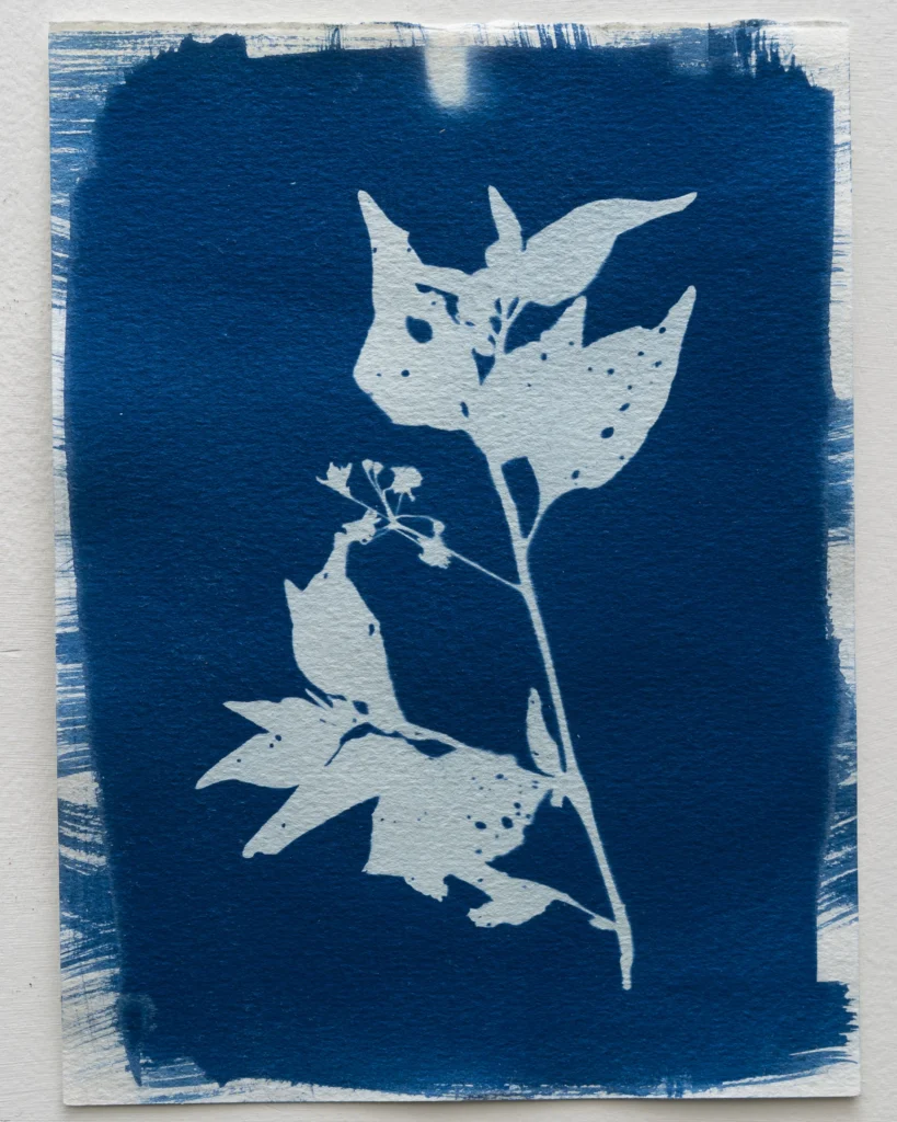 Yerbamora - Planta de Periferias - Cianotipia