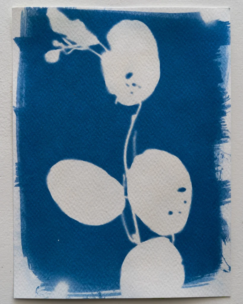 Abrecaminos - Planta de Pacífico - Cianotipia