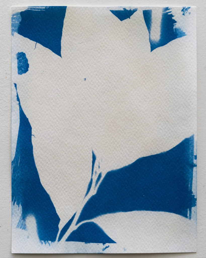 Anamú - Planta de Pacífico - Cianotipia