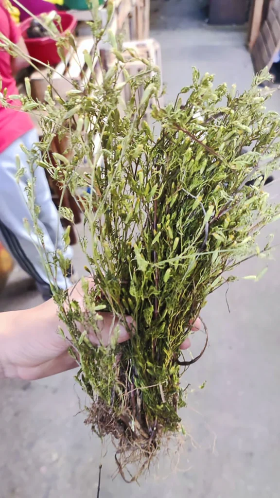 Anisillo de monte - Planta del Pacífico