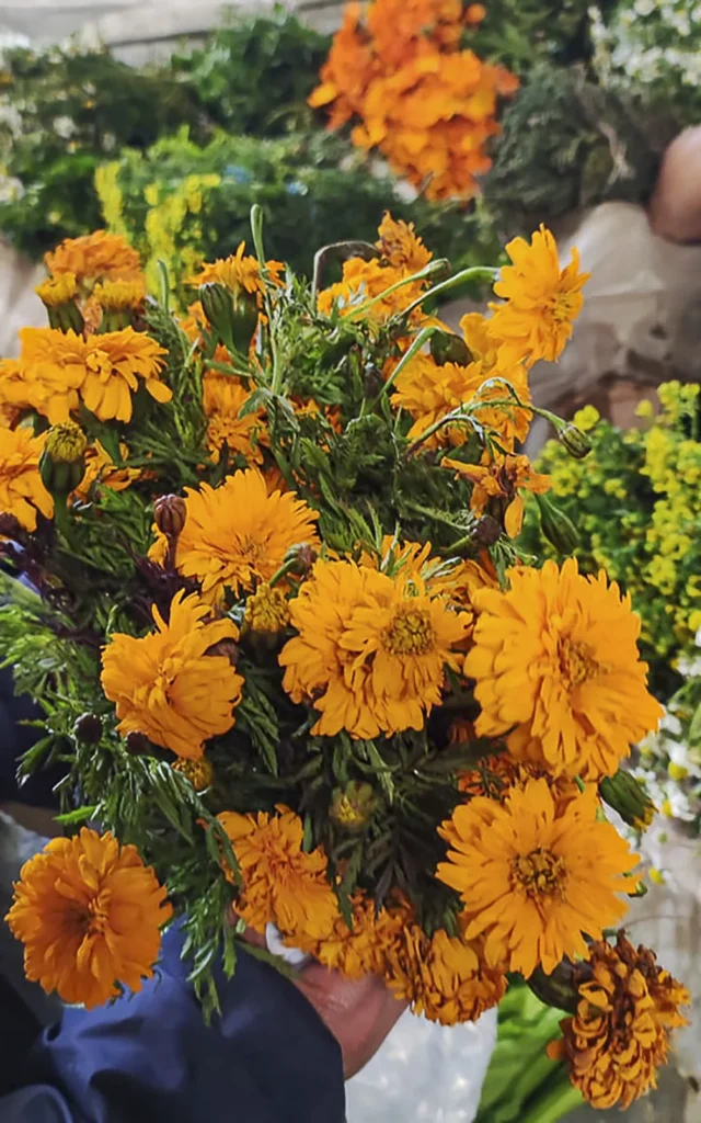 Flor amarilla - Planta del Pacífico