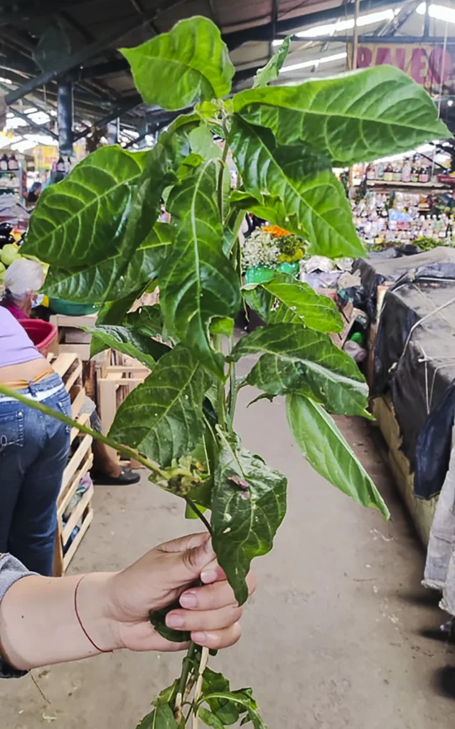 Nacedera - Planta del Pacífico