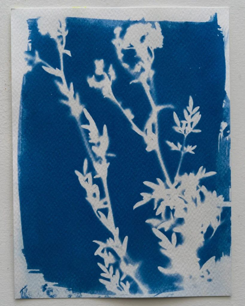 Ruda - Planta del Pacífico - Cianotipia