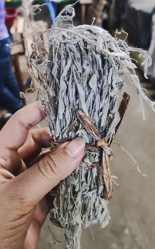 Vida vida - Planta del Pacífico